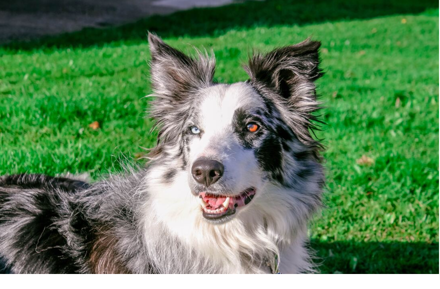 Grey and white border collie in the grass with different colored eyes