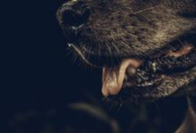 Zoomed in picture of a dogs snout with its tongue hanging out