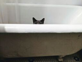 Cat poking only their eyes and ears out of a bathtub