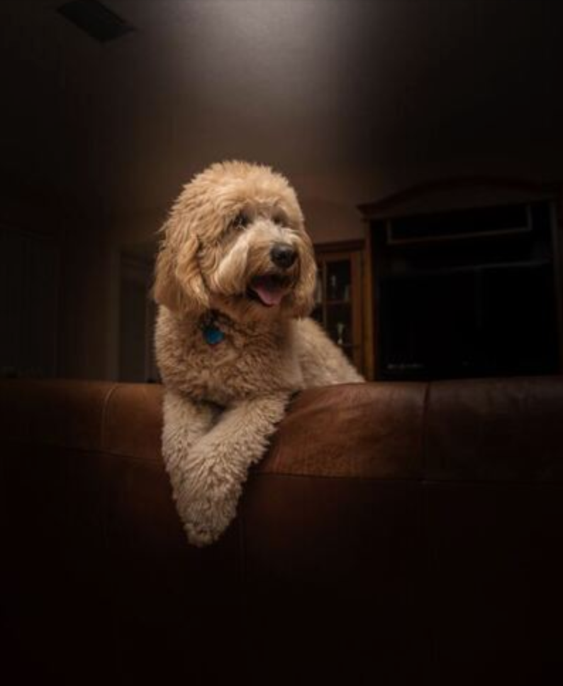 Labradoodle leaning over the back of a couch with its paws crossed