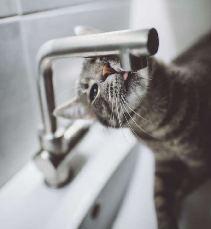 Stripped cat licking a sink faucet