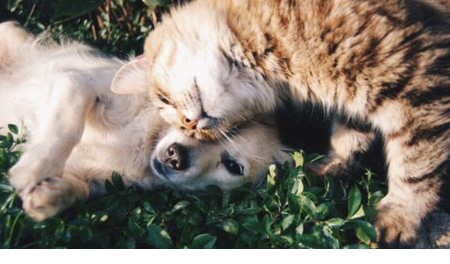 Cat rubbing their head on a golden retriever laying in the grass