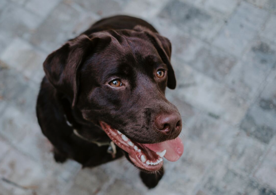 Chocolate lab with very white teeth and tongue hanging out the side of their mouth
