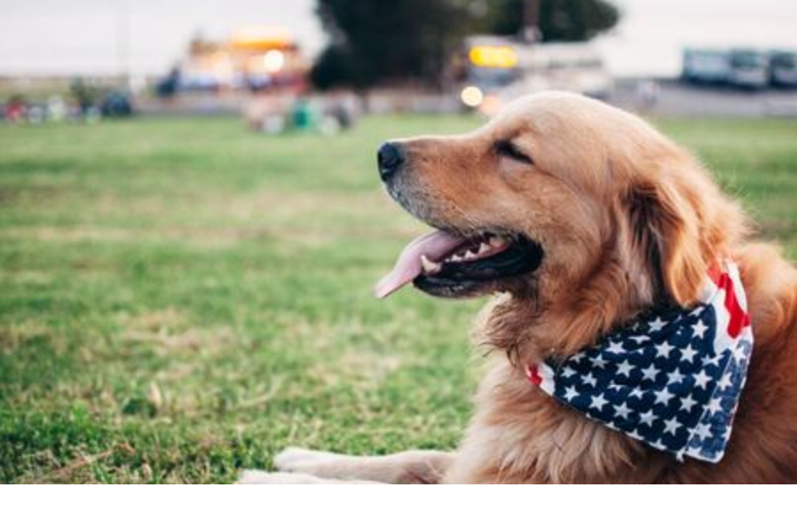 Older golden retriever laying in the grass with an American flag bandana