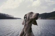 Skinny dog with floppy ears near a lake