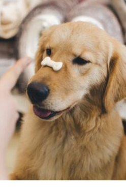 Golden retriever dog with treat balanced on their nose
