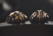 Zoomed in picture of a dogs paws with black nails