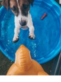 Puppy in a kiddie pool