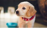 Yellow lab puppy with a dog bowl in the background