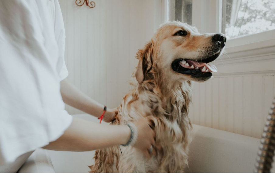 Long-haired dog getting a bath in a tub