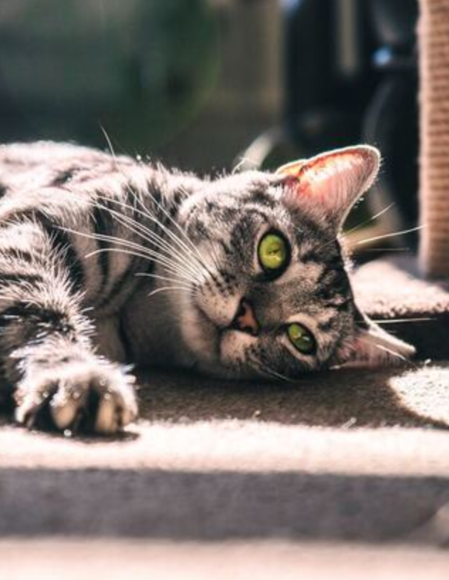 Grey and black striped cat with bright green eyes laying on the floor