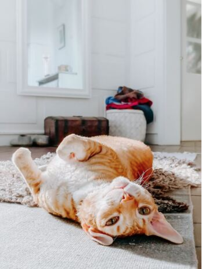 Orange tabby cat laying on its back looking at the camera lovingly