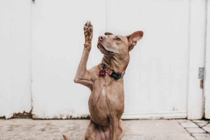 Light colored dog with paw straight in the air waving hello