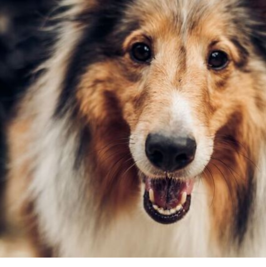 Shetland sheepdog staring at the camera with an open mouth